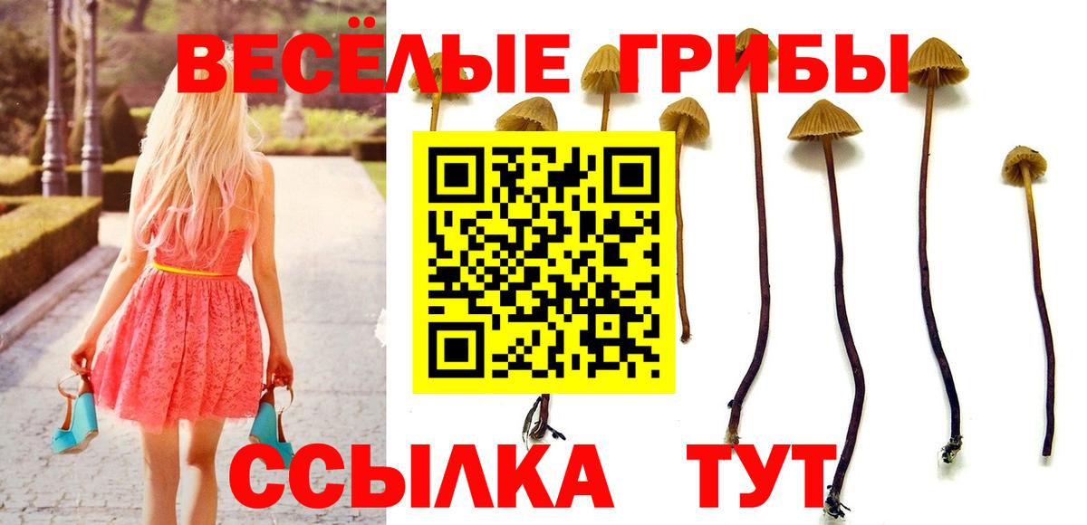 Галлюциногенные грибы Psilocybe  Вход с VPN  Лениногорск 